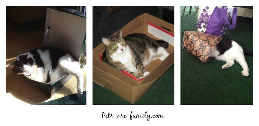 Pets Are Family