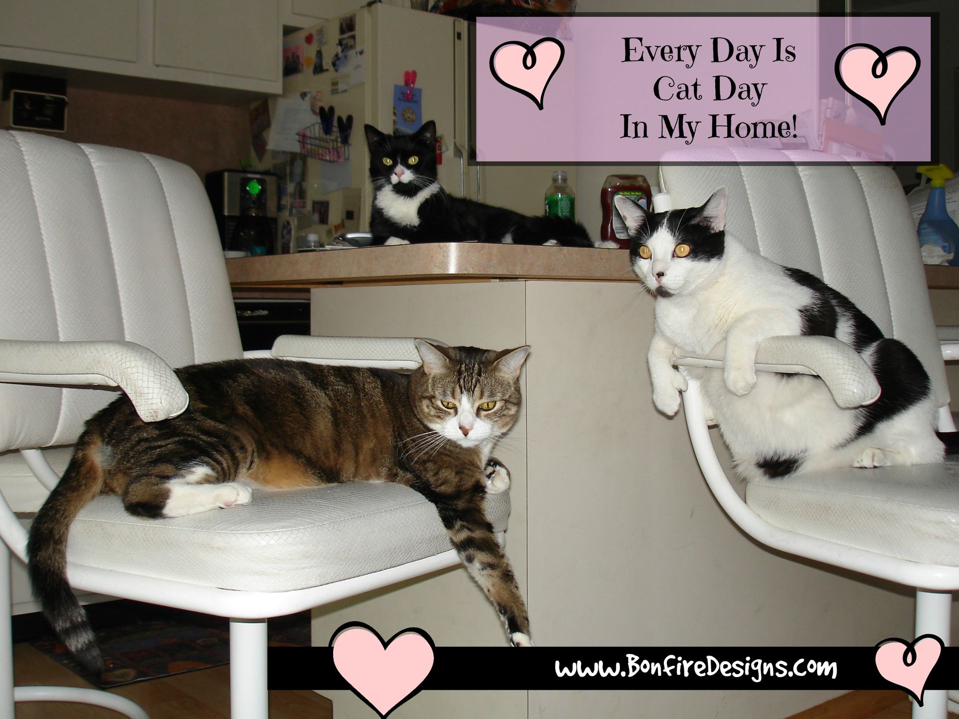 Every Day Is Cat Day In My Home