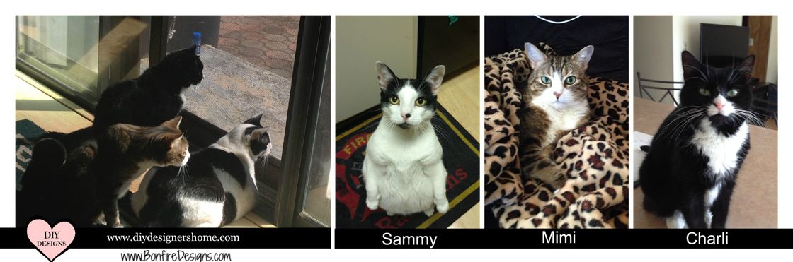 Cats Are Family Too