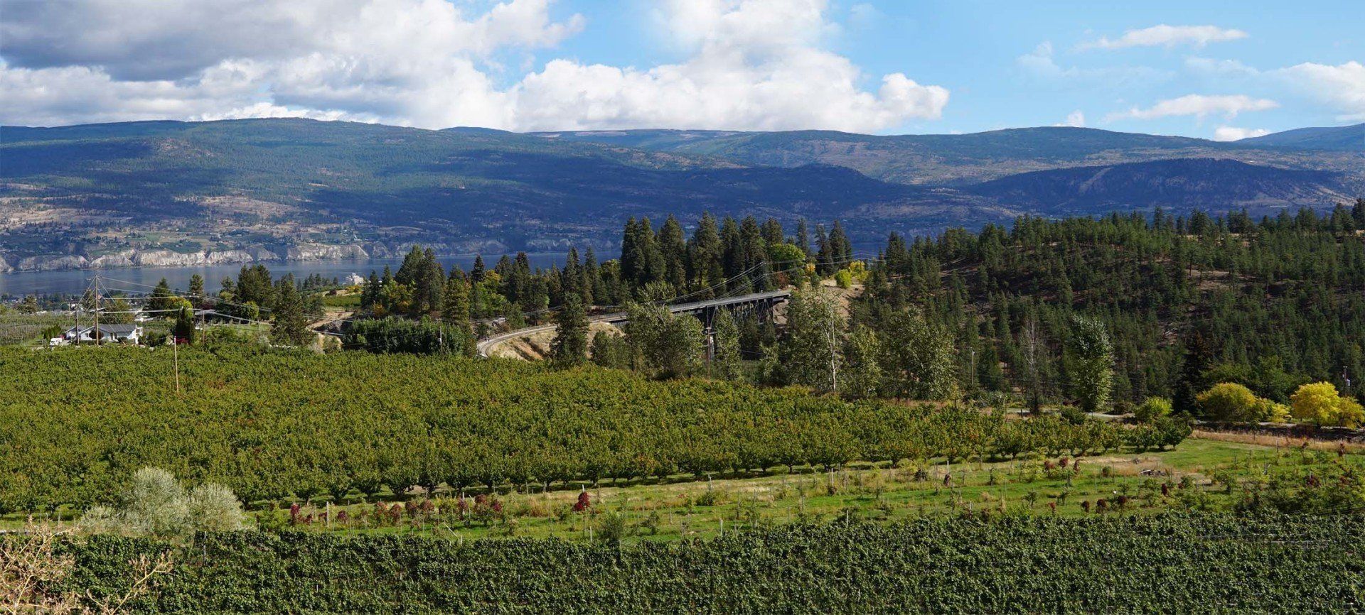 A view of a vineyard with mountains in the background on a sunny day.