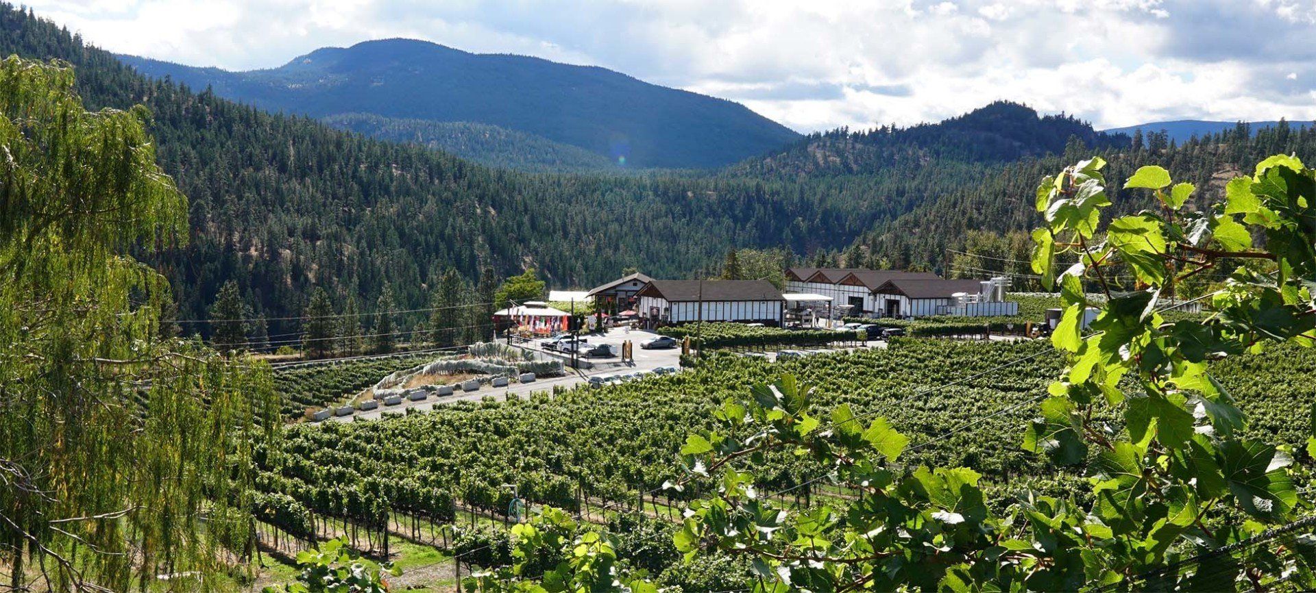 A view of a vineyard with mountains in the background.