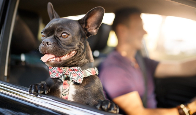 Dog in the car with owner