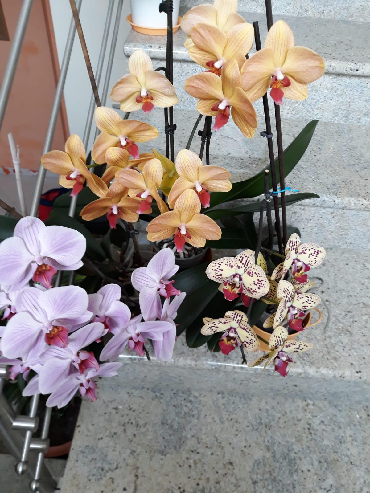 Orchidea