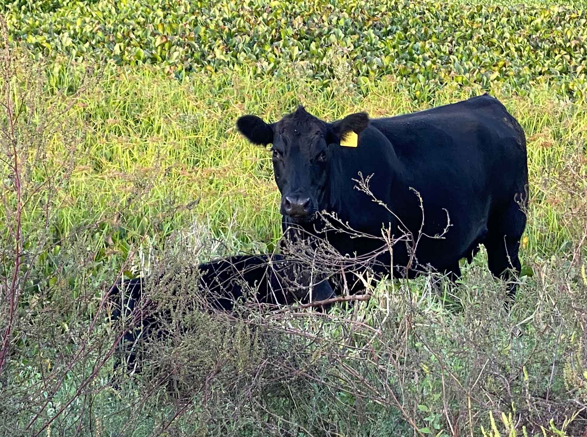Cow and Calf