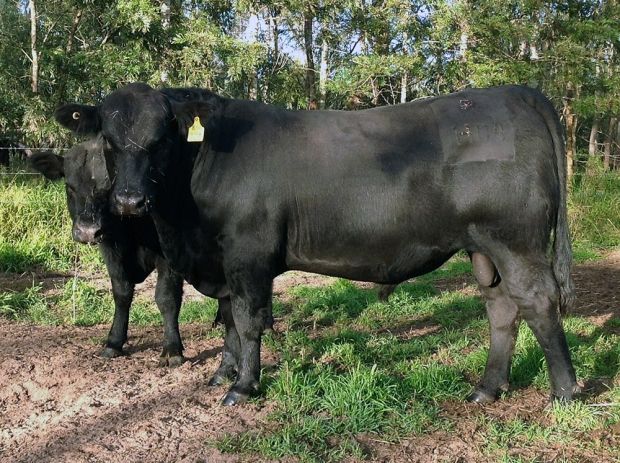 bulls
