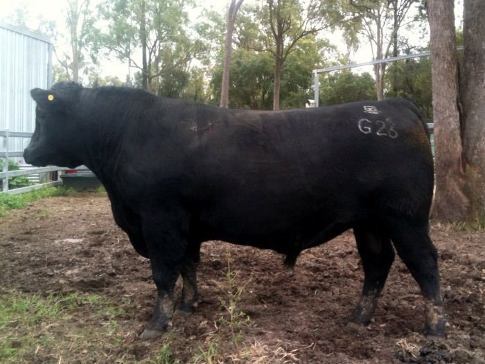 bulls