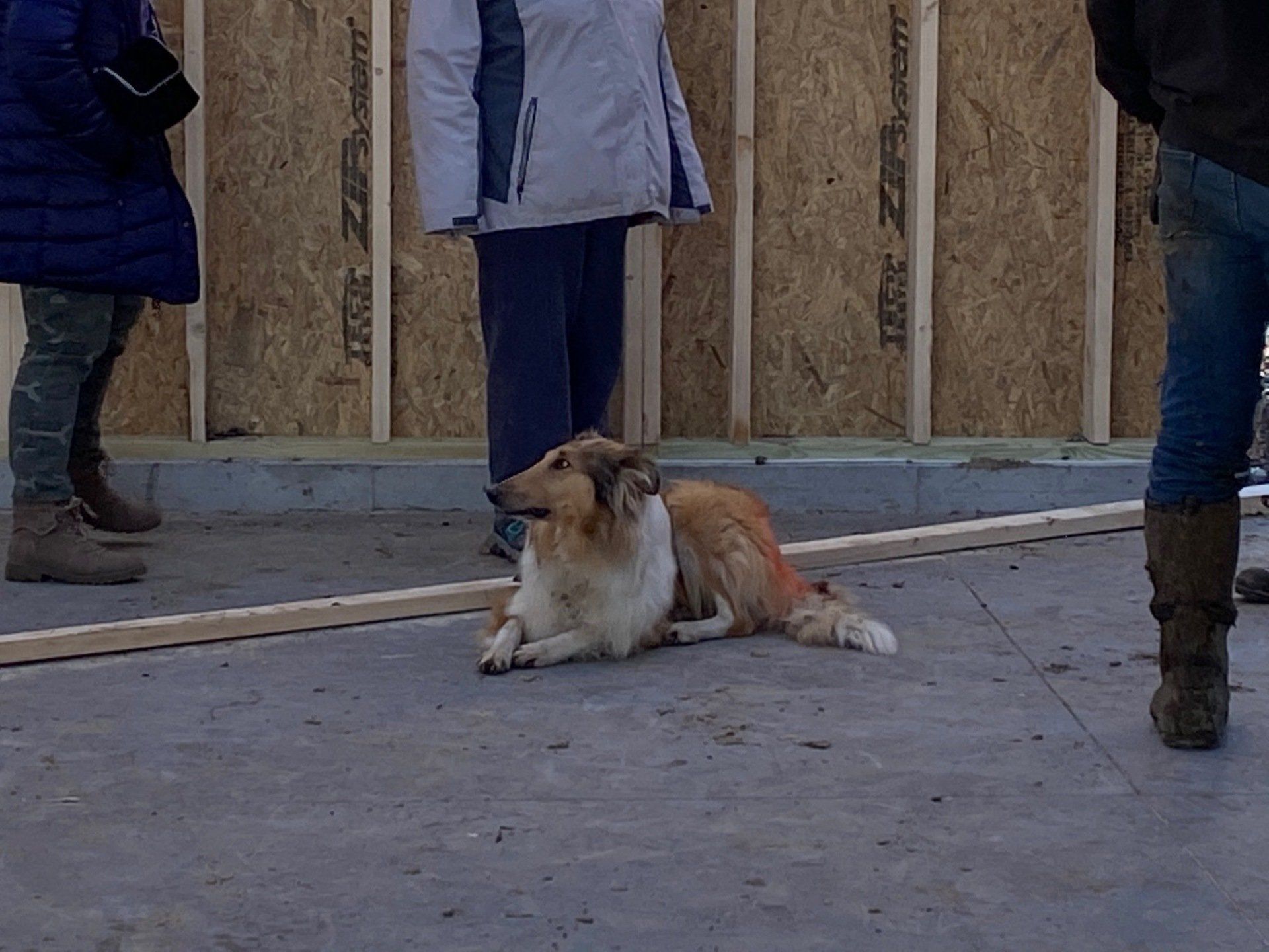 Collie dog lying on concrete, flanked by people in coats near wooden wall.