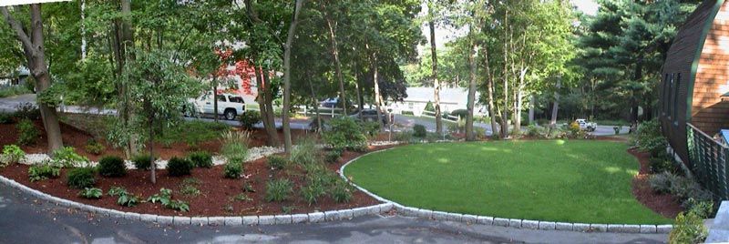 trees and mulch
