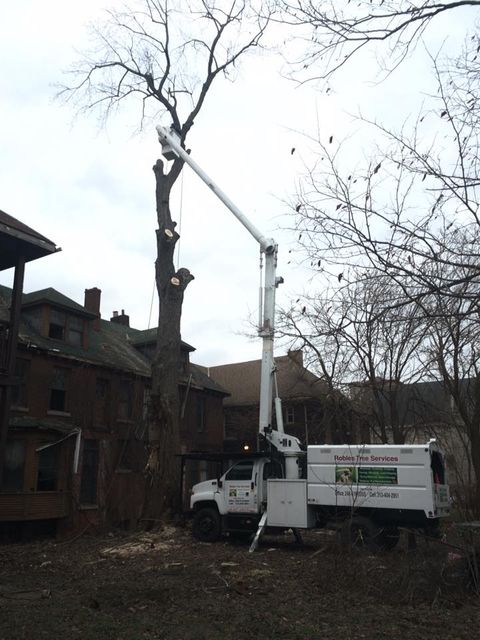 Tree Cutting Tree Cutting