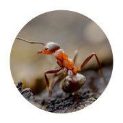 ants