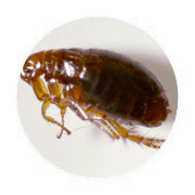 FLEAS