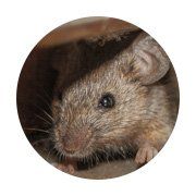 RODENTS