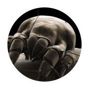 Bedbugs and Mites