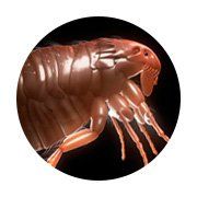 fleas