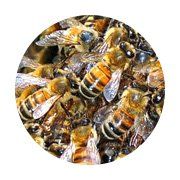 bees