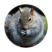 squirrels
