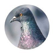 pigeons