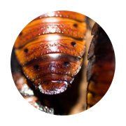 cockroaches