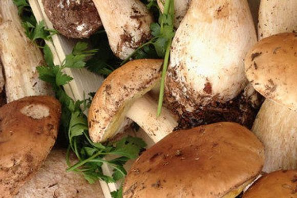 funghi porcini