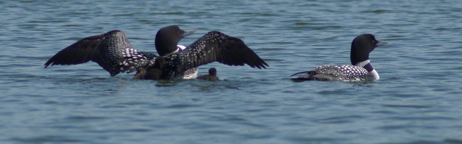 Loons on a Lake