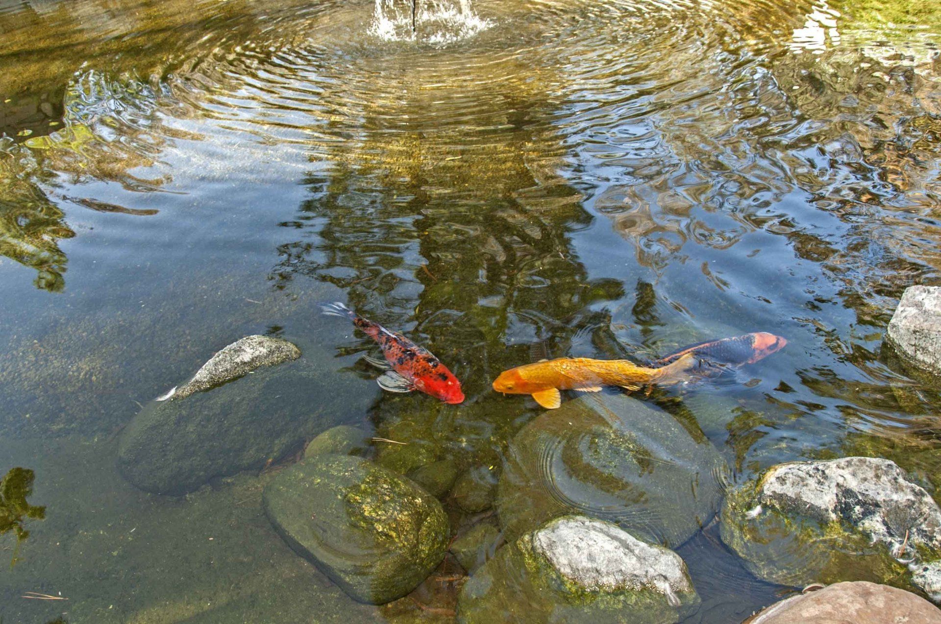 Koi fish in a pond