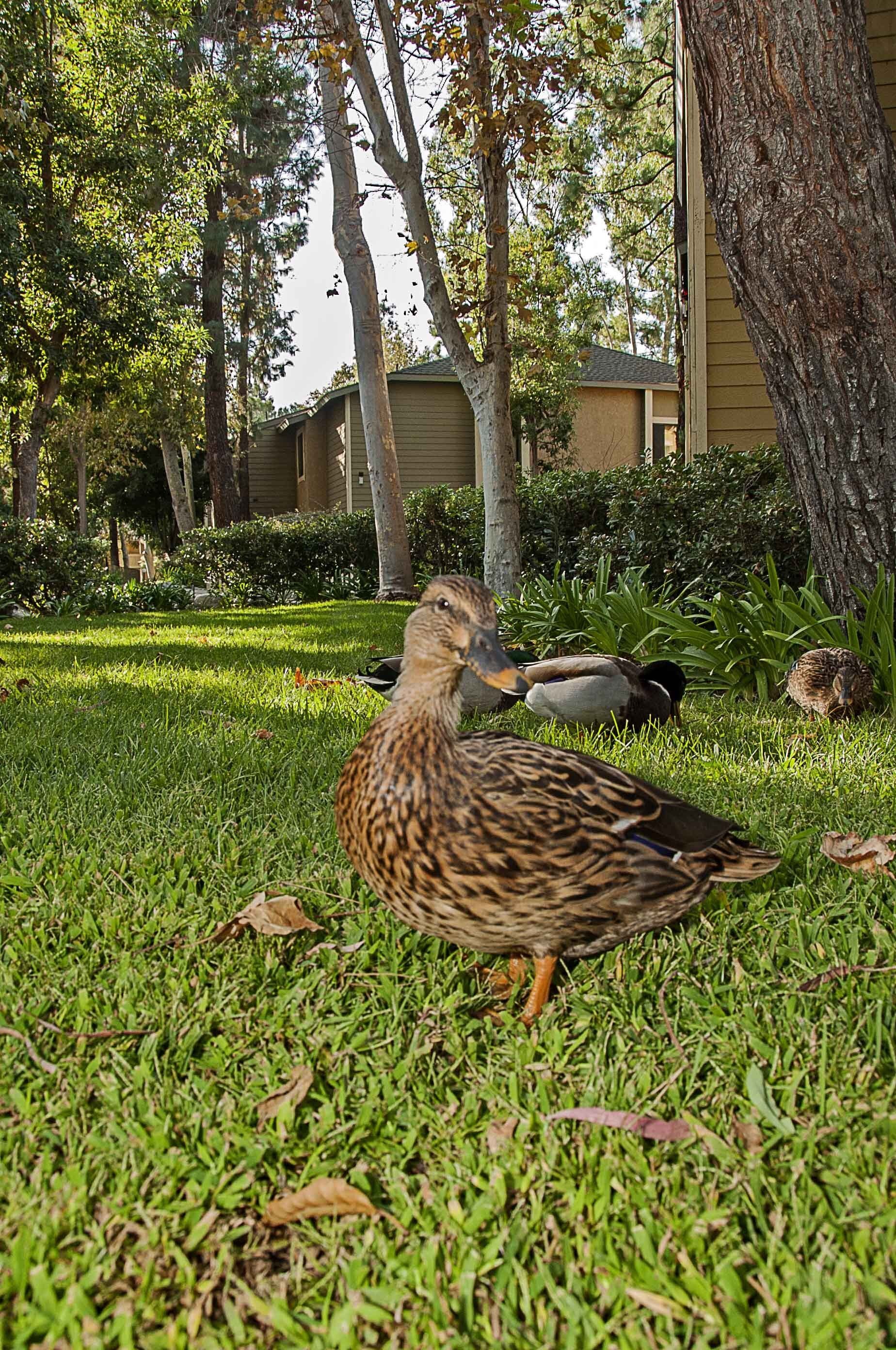 Ducks wandering around the property