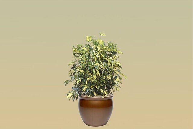 M04 – Variegated Arboracola Bush