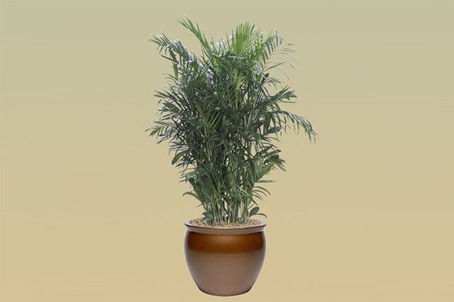 M05 – Bamboo Palm