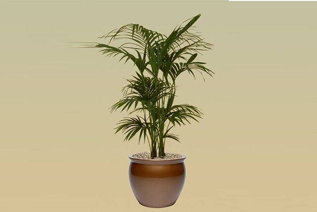 M06 – Kentia Palm