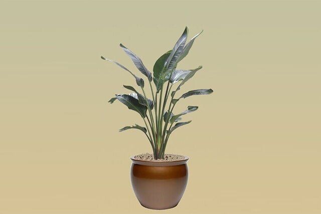 M11 – White Bird of Paradise