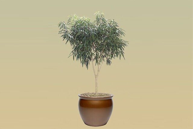 H01 – Ficus Amstel