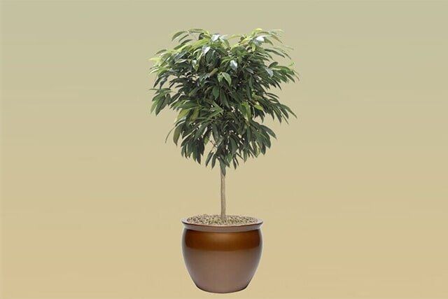 H03 – Ficus Alii