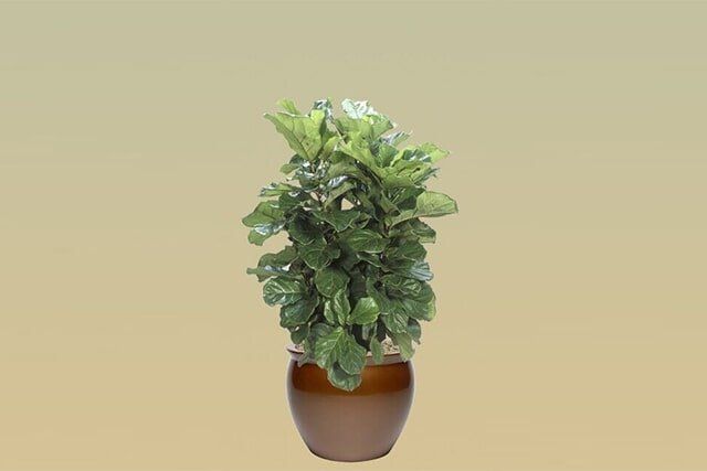 H05 – Fiddle Leaf Fig