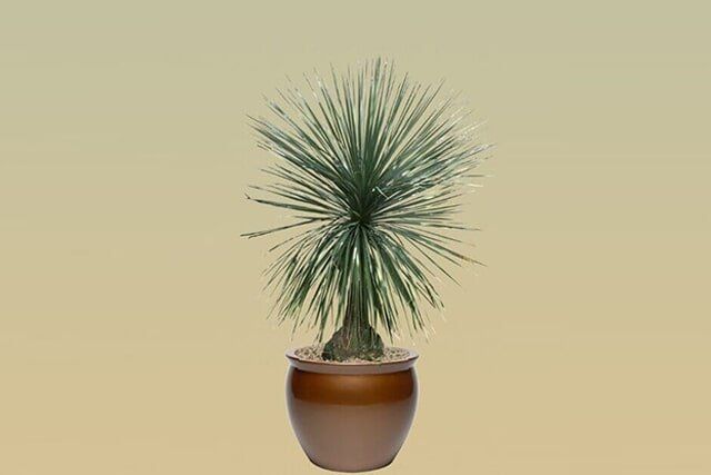 H06 – Pony Tail Palm