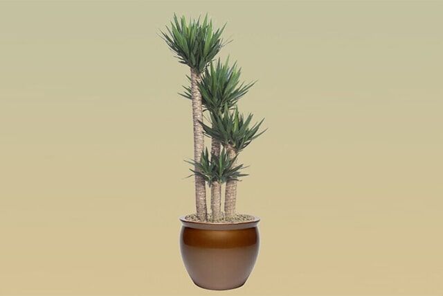 H07 – Yucca
