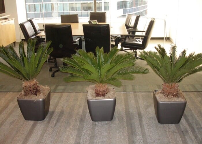 Plants Designing & Maintenance — Inside Office With three Plant Box in Chicagoland, IL Plants Designing & Maintenance — Inside Office With three Plant Box in Chicagoland, IL