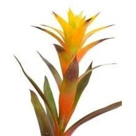 Bromeliad - Interior Plants Design & Maintenance in Chicagoland, IL Bromeliad - Interior Plants Design & Maintenance in Chicagoland, IL