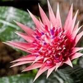 Bromeliad - Interior Plants Design & Maintenance in Chicagoland, IL Bromeliad - Interior Plants Design & Maintenance in Chicagoland, IL