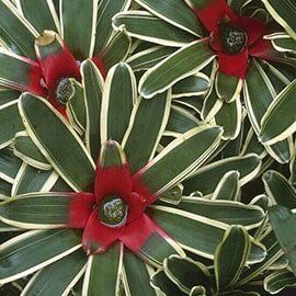 Bromeliad - Interior Plants Design & Maintenance in Chicagoland, IL Bromeliad - Interior Plants Design & Maintenance in Chicagoland, IL