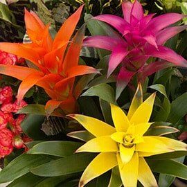 Bromeliad - Interior Plants Design & Maintenance in Chicagoland, IL Bromeliad - Interior Plants Design & Maintenance in Chicagoland, IL