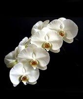 Orchid - Interior Plants Design & Maintenance in Chicagoland, IL Orchid - Interior Plants Design & Maintenance in Chicagoland, IL