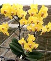 orchid - Interior Plants Design & Maintenance in Chicagoland, IL orchid - Interior Plants Design & Maintenance in Chicagoland, IL