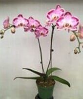 Orchid - Interior Plants Design & Maintenance in Chicagoland, IL Orchid - Interior Plants Design & Maintenance in Chicagoland, IL
