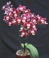 orchid - Interior Plants Design & Maintenance in Chicagoland, IL orchid - Interior Plants Design & Maintenance in Chicagoland, IL