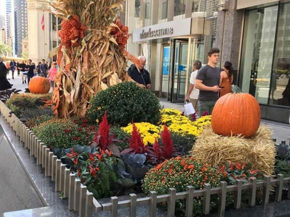 Plants Designing — Beautiful Plants in Chicagoland, IL