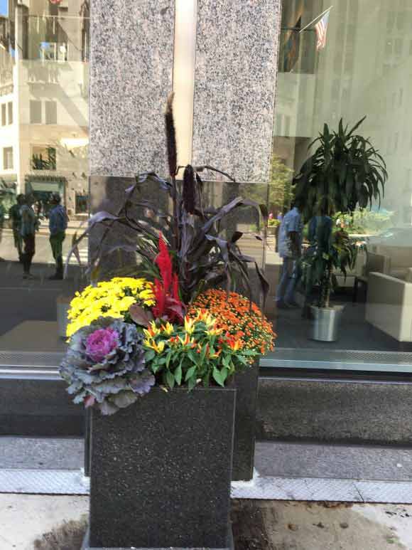 Interior Plants Design & Maintenance — Seasonal Plants in Chicagoland, IL