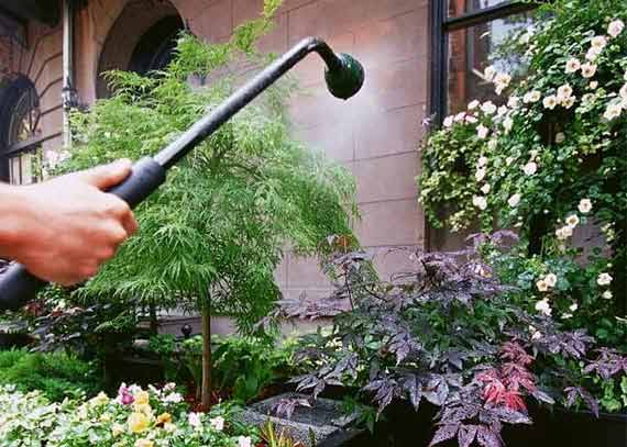 Atrium - Interior Plants Design & Maintenance in Chicagoland, IL