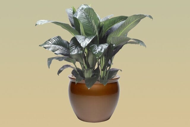 L01-Peace Lily Sensation