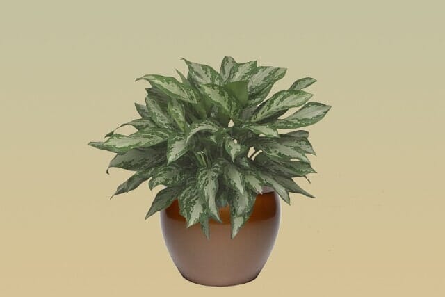 L05 – Green Lady
