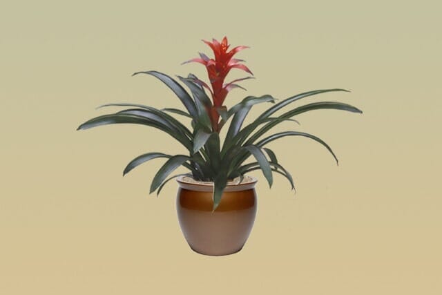M01 – Bromeliad Guzmania